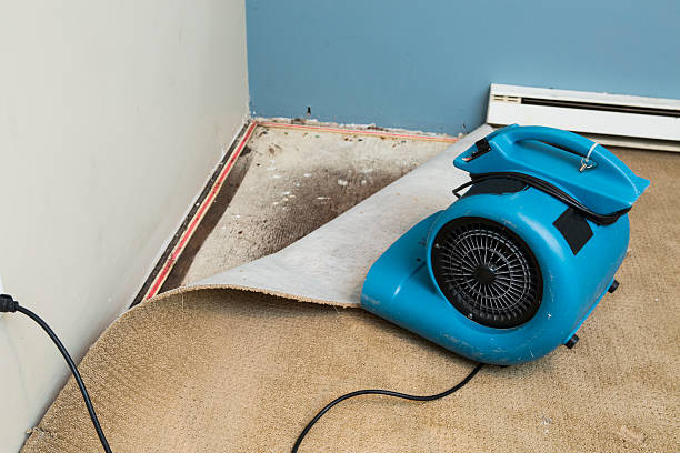 Best Water damage cleanup near me  in Lodi, OH